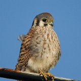 11SB4963 American Kestrel